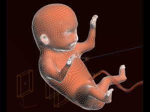 human embryo fetus growth animation 3Dモデル