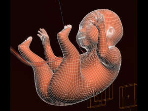 human embryo fetus growth animation 3Dモデル