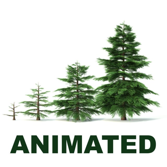 fir tree - animation of growth 3D Model .c4d .max .obj .3ds .fbx .stl .blend 
