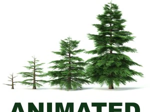 देवदार का पेड़ - विकास का एनीमेशन 3D मॉडल