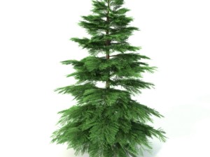 fir tree - animation of growth 3D Model
