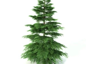 fir tree - animation of growth 3D Model