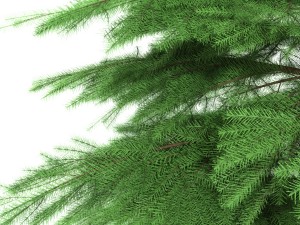 fir tree - animation of growth 3D Model