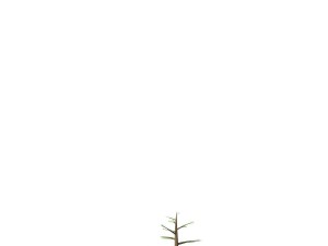 fir tree - animation of growth 3D Model