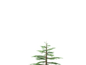 fir tree - animation of growth 3D Model