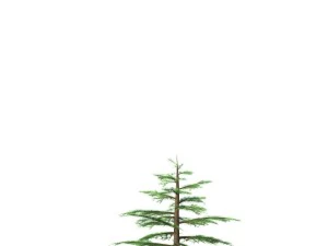 fir tree - animation of growth 3D Model