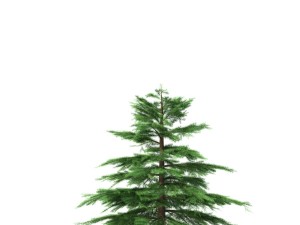 fir tree - animation of growth 3D Model