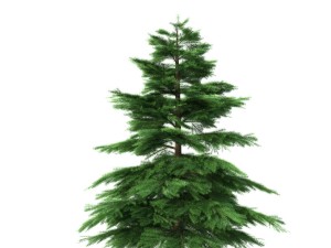 fir tree - animation of growth 3D Model