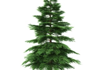 fir tree - animation of growth 3D Model