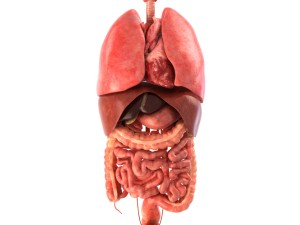 human internal organs 3D Models
