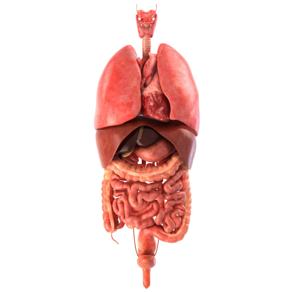 Free 3d Models Digestive Anatomy