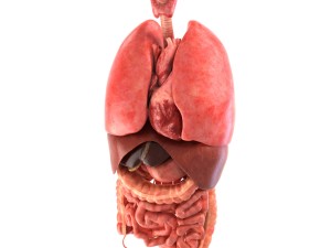 human internal organs Modelo 3D