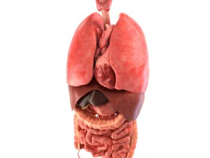 인간의 내부 장기 3D 모델