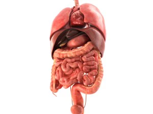 인간의 내부 장기 3D 모델