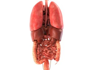 인간의 내부 장기 3D 모델