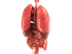 human internal organs Modelo 3D
