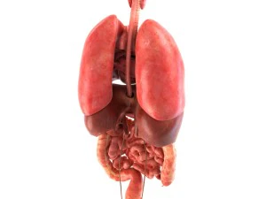 인간의 내부 장기 3D 모델