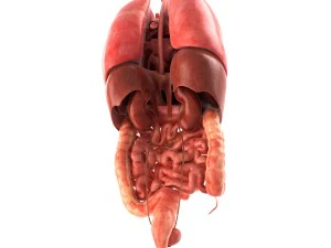인간의 내부 장기 3D 모델