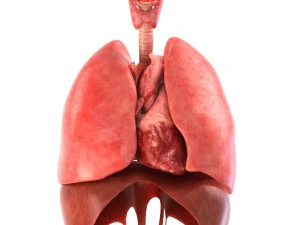 인간의 내부 장기 3D 모델