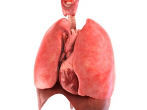 human internal organs Modelo 3D