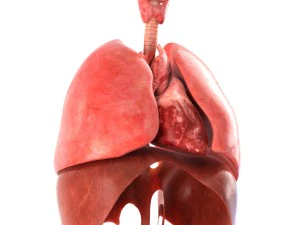 인간의 내부 장기 3D 모델