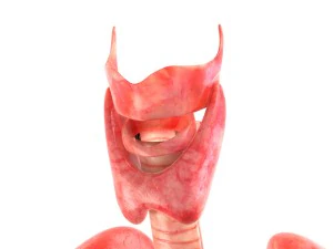 인간의 내부 장기 3D 모델