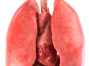 human internal organs Modelo 3D