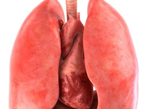 인간의 내부 장기 3D 모델