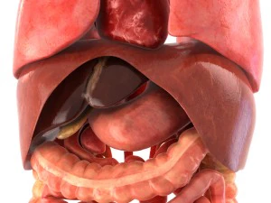 인간의 내부 장기 3D 모델
