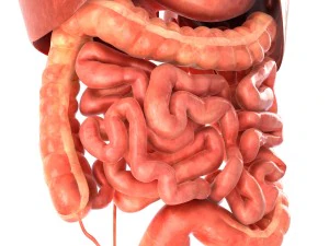 인간의 내부 장기 3D 모델