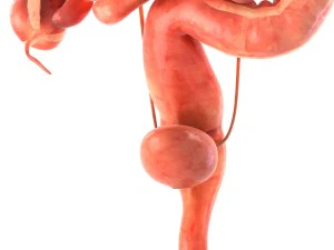 인간의 내부 장기 3D 모델