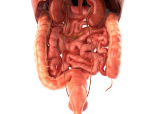 human internal organs Modelo 3D