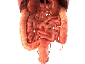 인간의 내부 장기 3D 모델