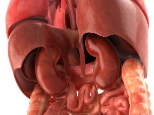 인간의 내부 장기 3D 모델