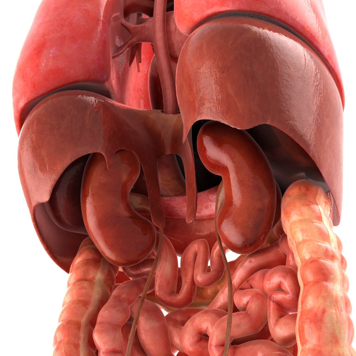 Human Internal Organs 3d Model In Anatomy 3dexport