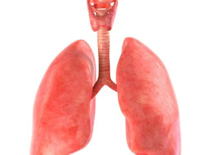 인간의 내부 장기 3D 모델