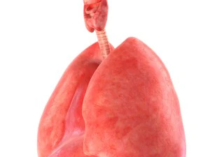 인간의 내부 장기 3D 모델