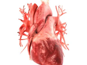 인간의 내부 장기 3D 모델