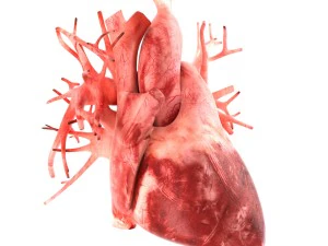 인간의 내부 장기 3D 모델