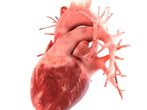 인간의 내부 장기 3D 모델