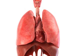 인간의 내부 장기 3D 모델