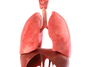 인간의 내부 장기 3D 모델