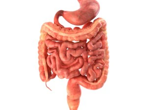 인간의 내부 장기 3D 모델