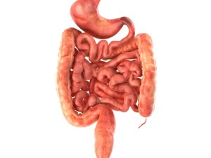 인간의 내부 장기 3D 모델