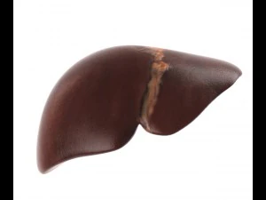 인간의 내부 장기 3D 모델