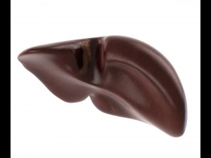 human internal organs Modelo 3D