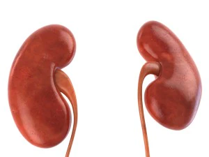 인간의 내부 장기 3D 모델