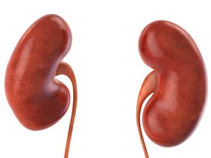 human internal organs Modelo 3D