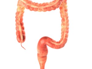 human internal organs Modelo 3D