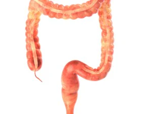 인간의 내부 장기 3D 모델